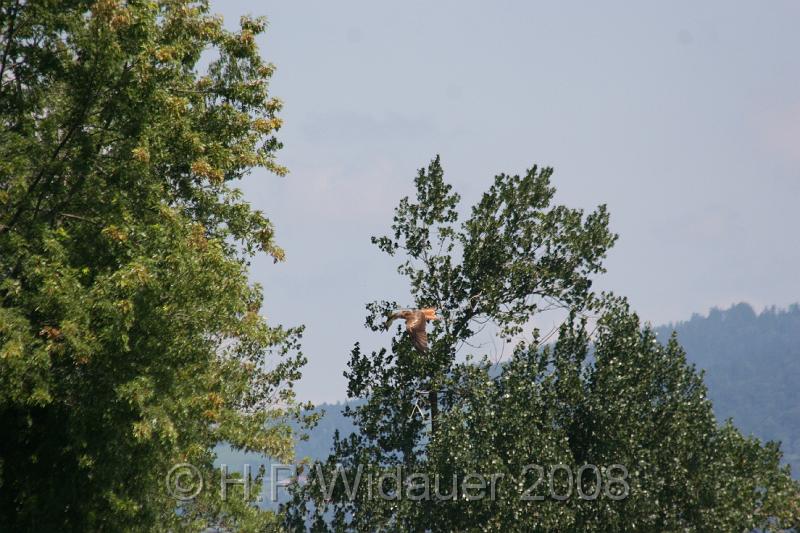 jubil.lusten. 325.jpg